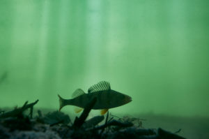 Barsch, Flussbarsch, Perca fluviatilis Barsch, Flussbarsch, Perca fluviatilis