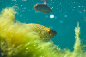 Rotfeder, Scardinius erythrophthalmus Rotfeder, Scardinius erythrophthalmus