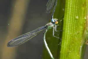 Großes Granatauge, Erythromma najas, Weibchen, Unterwasser, Eiablage Großes Granatauge, Erythromma najas, Weibchen, Unterwasser, Eiablage