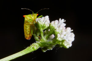 Bug, sting bug, acanthosoma haemorrhoidale Bug, sting bug, acanthosoma haemorrhoidale