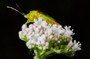 Bug, sting bug, acanthosoma haemorrhoidale Bug, sting bug, acanthosoma haemorrhoidale