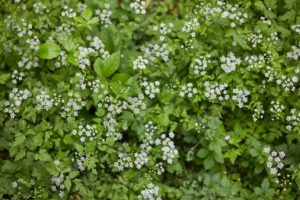 Flower carpet, white, green Flower carpet, white, green