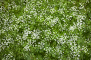Flower carpet, white, green, multiple exposure Flower carpet, white, green, multiple exposure