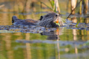 Nutria, Myocastor coypus Nutria, Myocastor coypus