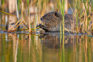 Nutria, Myocastor coypus Nutria, Myocastor coypus