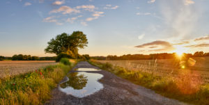 Deutschland, Mecklenburg-Vorpommern, Landschaft, Sommer, Abend Deutschland, Mecklenburg-Vorpommern, Landschaft, Sommer, Abend