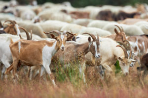 Goats, herd Goats, herd