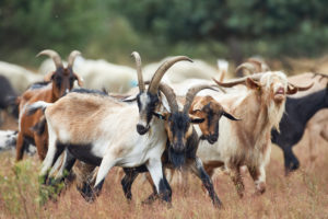 Goats, scramble Goats, scramble