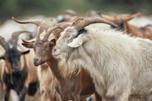 Goats, scramble Goats, scramble