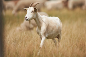 Goat, white Goat, white