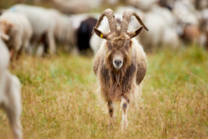 Goat, long haired Goat, long haired
