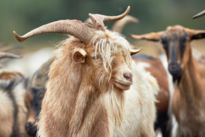 Goat, long-haired, portrait Goat, long-haired, portrait