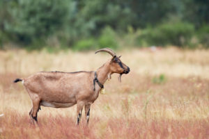 Goat, single, bell Goat, single, bell