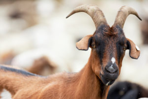 Goat, portrait Goat, portrait