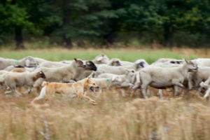 Dog, German shepherd, herding dog, brown, run Dog, German shepherd, herding dog, brown, run