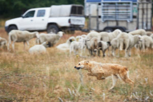 Dog, German shepherd, herding dog, brown, run Dog, German shepherd, herding dog, brown, run