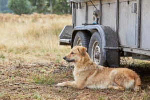Dog, German shepherd, herding dog, brown Dog, German shepherd, herding dog, brown