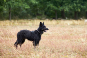 Dog, German shepherd, herding dog, black Dog, German shepherd, herding dog, black