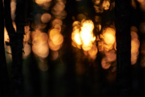 Sonnenuntergang, Wald Sonnenuntergang, Wald