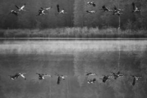 Cranes, Grus gus, in flight, water, reflection Cranes, Grus gus, in flight, water, reflection