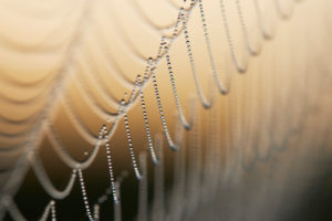 Spinnennetz, Morgentau, Detail Spinnennetz, Morgentau, Detail