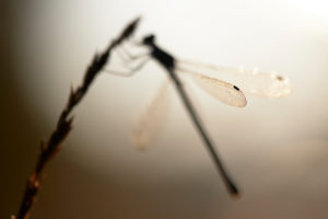Libelle, Gemeine Binsenjungfer, Lestes sponsa Libelle, Gemeine Binsenjungfer, Lestes sponsa