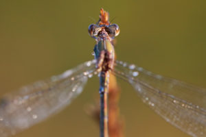 Libelle, Gemeine Binsenjungfer, Lestes sponsa Libelle, Gemeine Binsenjungfer, Lestes sponsa