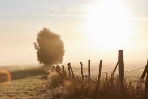 Deutschland, Mecklenburg-Vorpommern, Landschaft, Morgennebel Deutschland, Mecklenburg-Vorpommern, Landschaft, Morgennebel