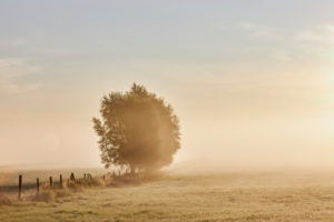 Deutschland, Mecklenburg-Vorpommern, Landschaft, Morgennebel Deutschland, Mecklenburg-Vorpommern, Landschaft, Morgennebel