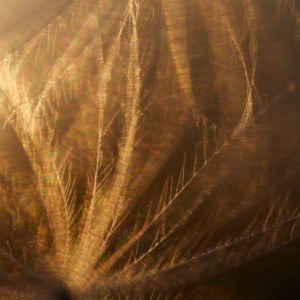 Kratzdistel, Samenschirmchen, Detail Kratzdistel, Samenschirmchen, Detail