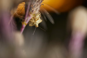 Bug, macro Bug, macro