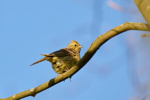 Bunting, Yellowhammer, Emberiza citrinella Bunting, Yellowhammer, Emberiza citrinella