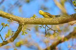 Bunting, Yellowhammer, Emberiza citrinella Bunting, Yellowhammer, Emberiza citrinella