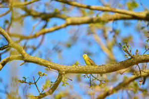 Bunting, Yellowhammer, Emberiza citrinella Bunting, Yellowhammer, Emberiza citrinella