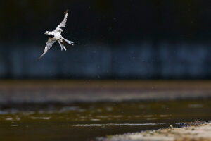 White wagtail, Motacilla alba, in flight White wagtail, Motacilla alba, in flight