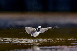White wagtail, Motacilla alba, water, bathing White wagtail, Motacilla alba, water, bathing