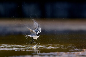 White wagtail, Motacilla alba, water, bathing White wagtail, Motacilla alba, water, bathing