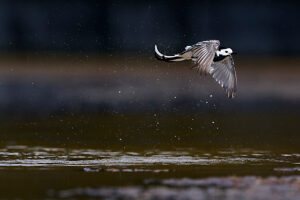 White wagtail, Motacilla alba, in flight White wagtail, Motacilla alba, in flight