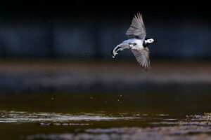 White wagtail, Motacilla alba, in flight White wagtail, Motacilla alba, in flight