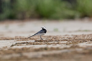 White wagtail, Motacilla alba White wagtail, Motacilla alba