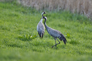 Crane, Grus grus, two, pair, meadow, run Crane, Grus grus, two, pair, meadow, run