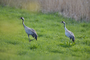 Crane, Grus grus, two, pair, meadow, run Crane, Grus grus, two, pair, meadow, run