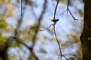Bird, tree, blackcap, Sylvia atricapilla, backlight Bird, tree, blackcap, Sylvia atricapilla, backlight