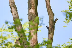Black woodpecker, woodpecker, Dryocopus martius Black woodpecker, woodpecker, Dryocopus martius