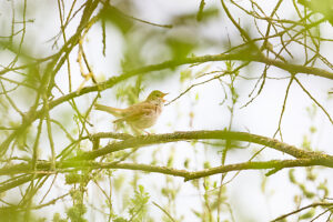 Nightingale, Luscinia megarhynchos, singing Nightingale, Luscinia megarhynchos, singing