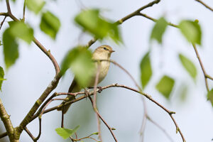 Chiffchaff, Phylloscopus collybita Chiffchaff, Phylloscopus collybita