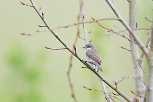 Rattling Warbler, Sylvia curruca Rattling Warbler, Sylvia curruca