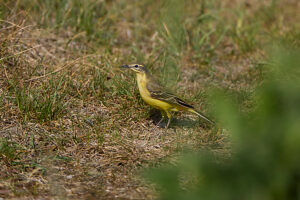 Yellow wagtail, meadow wagtail, Motacilla flava Yellow wagtail, meadow wagtail, Motacilla flava