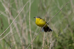 Yellow wagtail, meadow wagtail, Motacilla flava Yellow wagtail, meadow wagtail, Motacilla flava