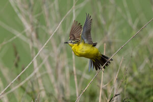 Yellow wagtail, meadow wagtail, Motacilla flava Yellow wagtail, meadow wagtail, Motacilla flava